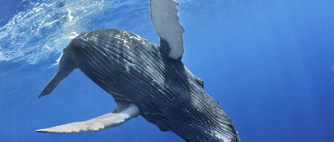 Baleine à bosse filmée en vidéo 360 pour l'expérience de réalité virtuelle de l'Office de Tourisme de l'Ouest